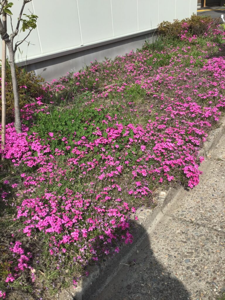 写真：共生の里 花植えの様子5